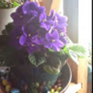 Meet your Posher, Carmen and dan